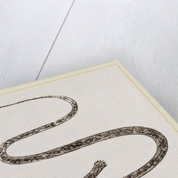 Strongylus equinus by Anonymous