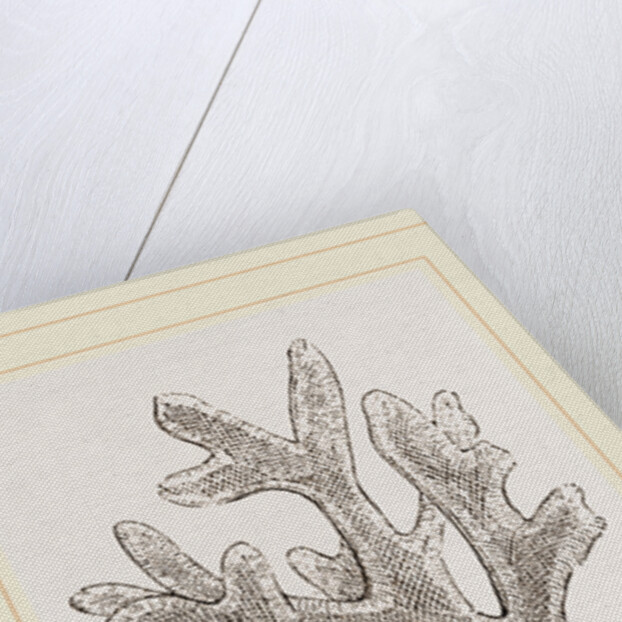 Andonea foliifera by Anonymous