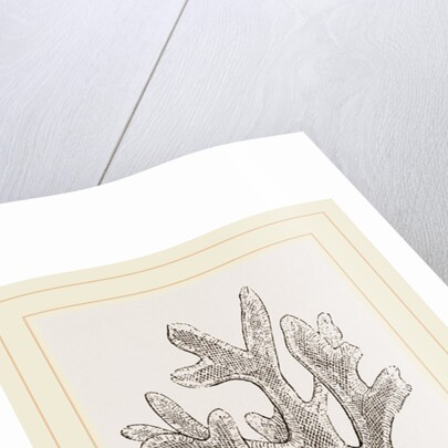Andonea foliifera by Anonymous