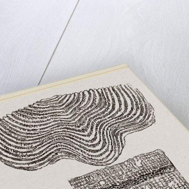 Stromatopora subconcentrica by Anonymous