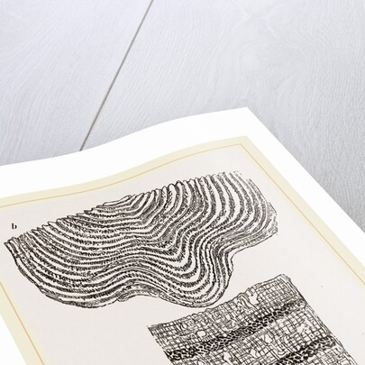 Stromatopora subconcentrica by Anonymous