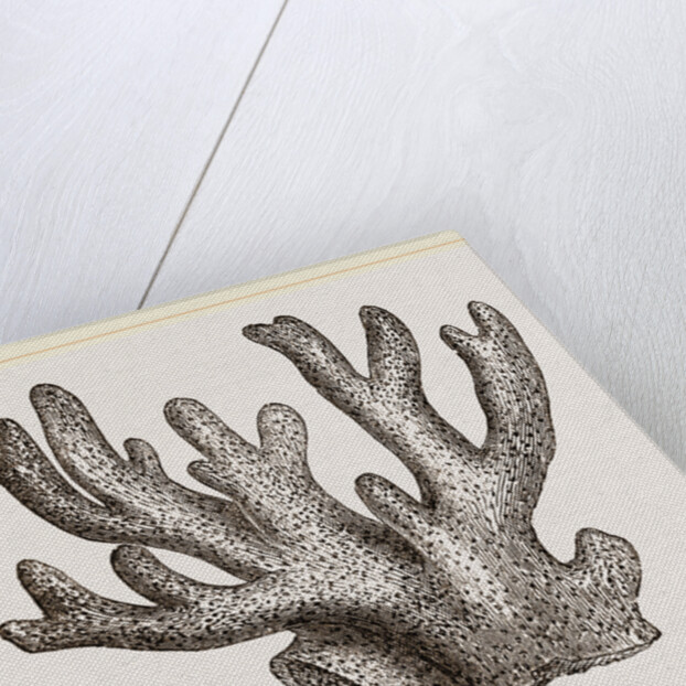 Palmipora alcicornis by Anonymous