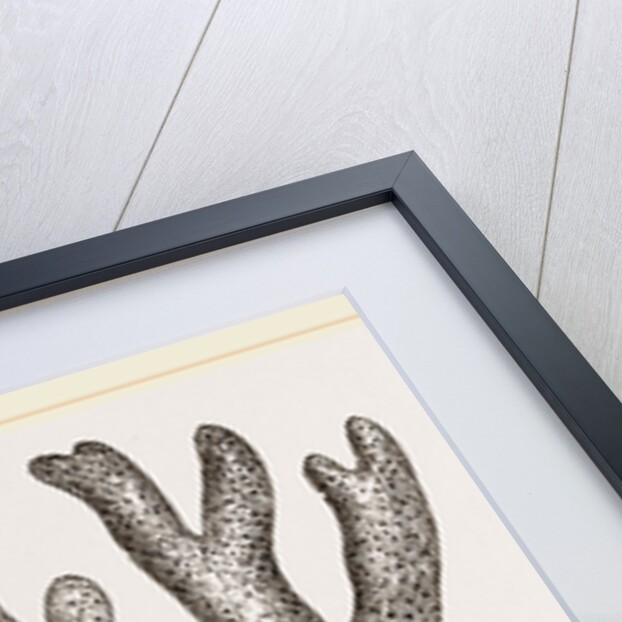 Palmipora alcicornis by Anonymous