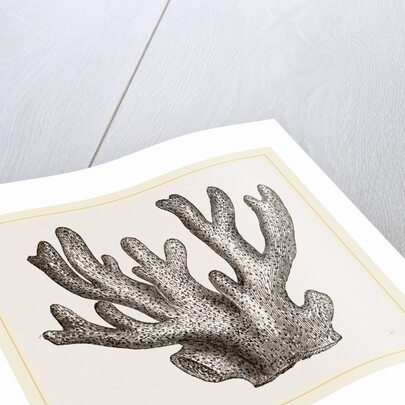 Palmipora alcicornis by Anonymous