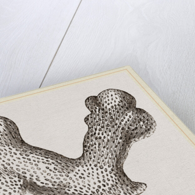 Porites clavaria by Anonymous