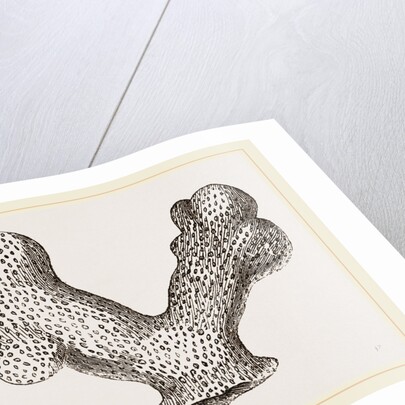 Porites clavaria by Anonymous