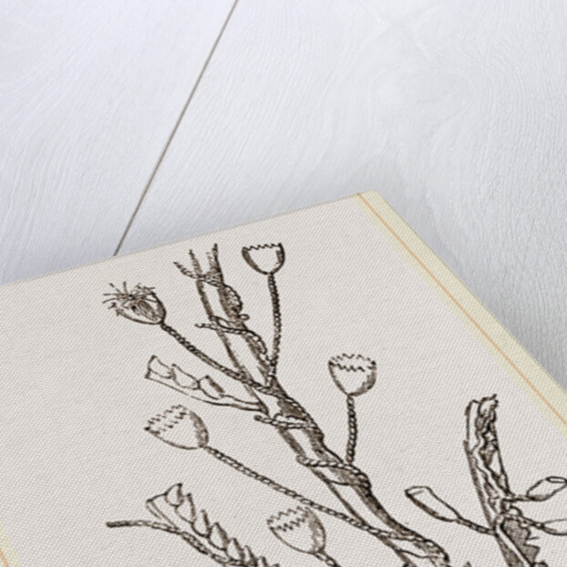 Campanutaria volubilis by Anonymous