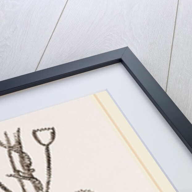 Campanutaria volubilis by Anonymous