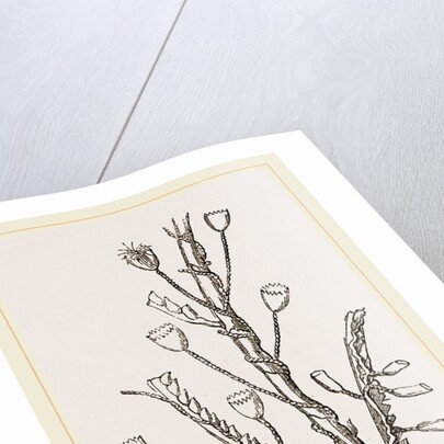 Campanutaria volubilis by Anonymous