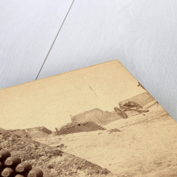 Shells in Putnam, Charleston Harbor, S.C. by Anonymous