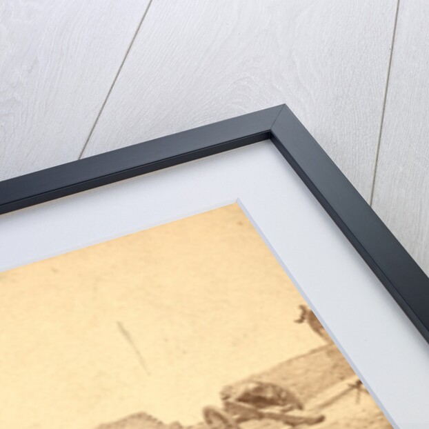 Shells in Putnam, Charleston Harbor, S.C. by Anonymous