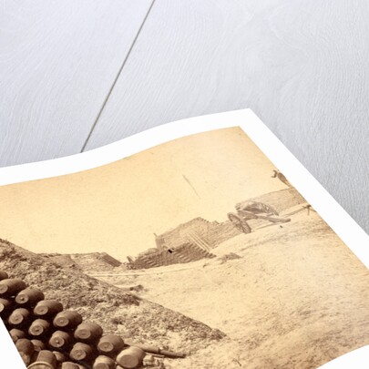 Shells in Putnam, Charleston Harbor, S.C. by Anonymous