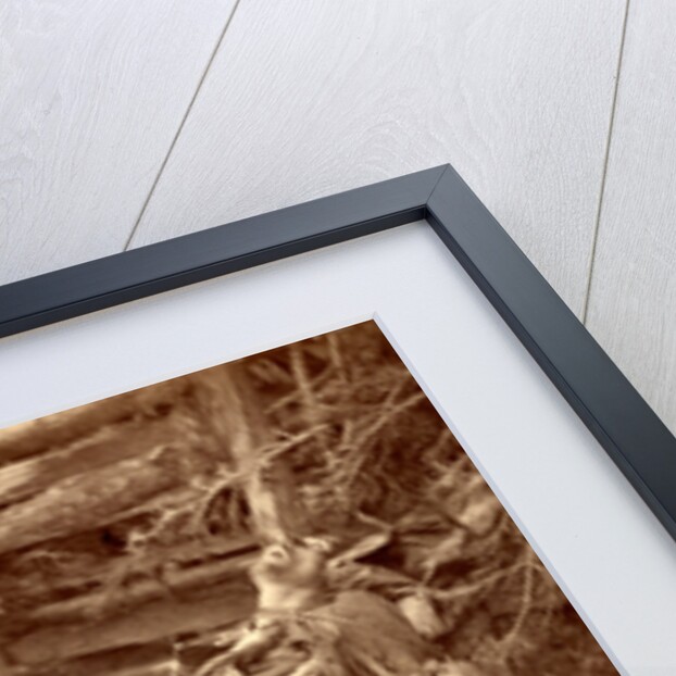 Confederate dead on the battlefield, USA by Anonymous