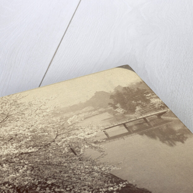 Cherry-blossoms along the moat surrounding the Imperial Palace Park, Tokyo, Japan by Anonymous