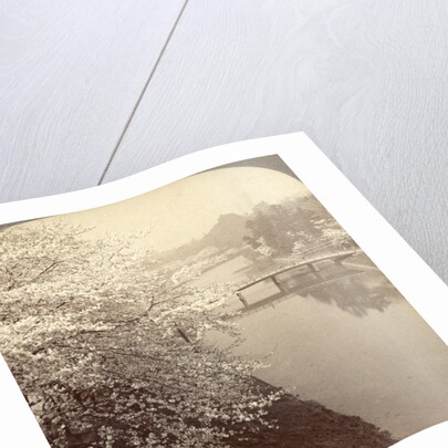 Cherry-blossoms along the moat surrounding the Imperial Palace Park, Tokyo, Japan by Anonymous