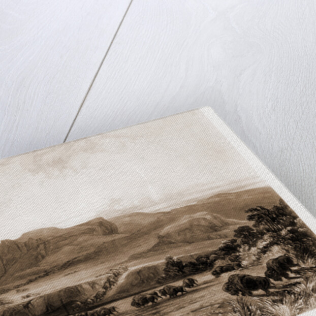 Herd of Bisons on the upper Missouri by Anonymous