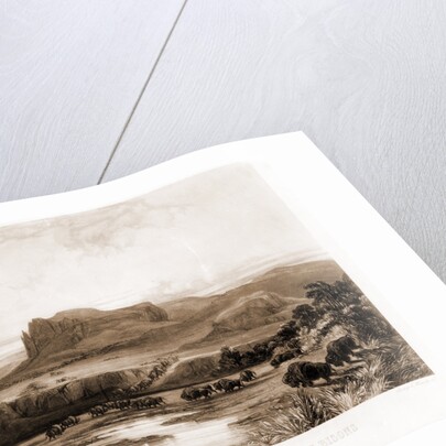 Herd of Bisons on the upper Missouri by Anonymous