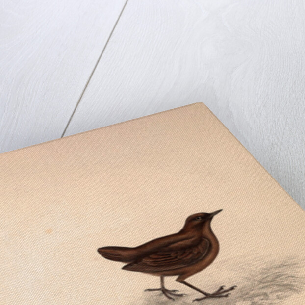 Cinclus Pallasii, Brown Dipper by Elizabeth Gould and John Gould