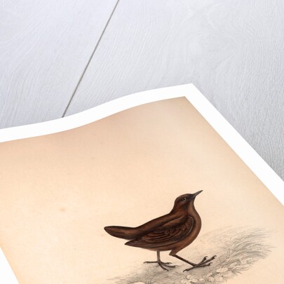 Cinclus Pallasii, Brown Dipper by Elizabeth Gould and John Gould