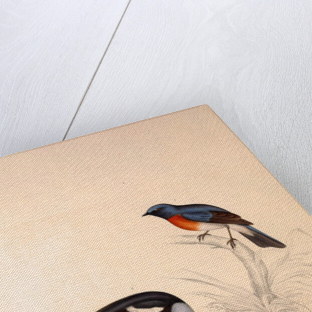 Phoenicura Rubeculoides, Phoenicura Coeruleocephala by Elizabeth Gould and John Gould