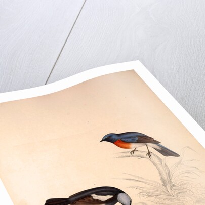 Phoenicura Rubeculoides, Phoenicura Coeruleocephala by Elizabeth Gould and John Gould