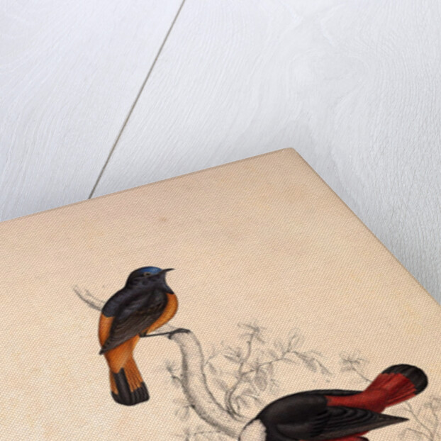 Phoenicura Frontalis, Phoenicura Leucocephala by Elizabeth Gould and John Gould