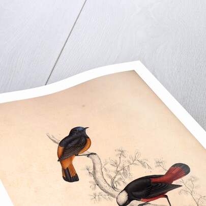 Phoenicura Frontalis, Phoenicura Leucocephala by Elizabeth Gould and John Gould