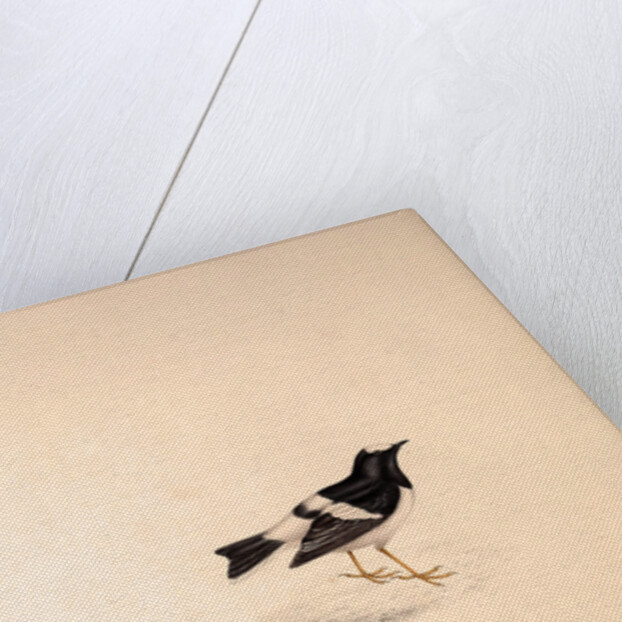 Enicurus Scouleri, Little Forktail by Elizabeth Gould and John Gould