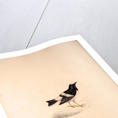 Enicurus Scouleri, Little Forktail by Elizabeth Gould and John Gould