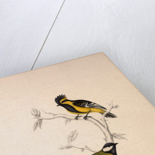 Parus Xanthogenys, Parus Monticolus by Elizabeth Gould and John Gould