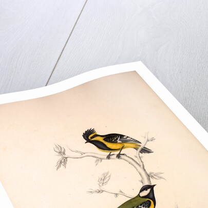 Parus Xanthogenys, Parus Monticolus by Elizabeth Gould and John Gould