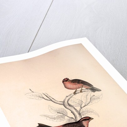 Fringilla Rodopepla, Spot-winged Rosefinch, Fringilla Rodochroa, Pink-browed Rosefinch by Elizabeth Gould and John Gould