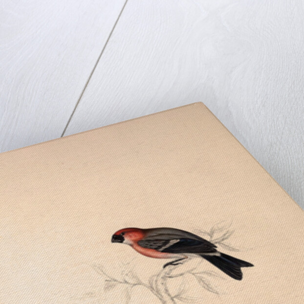 Pyrrhula Erythrocephala, Red-headed Bullfinch by Elizabeth Gould and John Gould