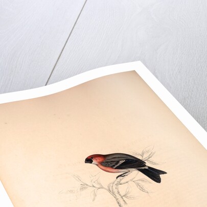 Pyrrhula Erythrocephala, Red-headed Bullfinch by Elizabeth Gould and John Gould