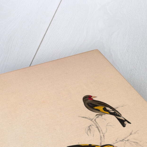 Carduelis Caniceps, Grey-headed Goldfinch, Carduelis Spinoides, Yellow-breasted Greenfinch by Elizabeth Gould and John Gould