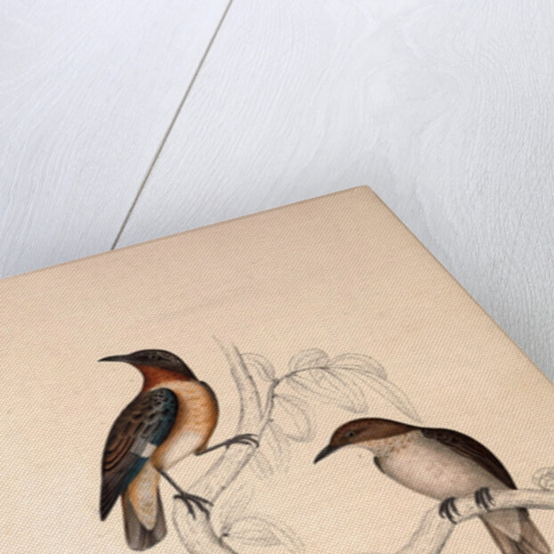 Lamprotornis Spilopterus, winged Starling by Elizabeth Gould and John Gould