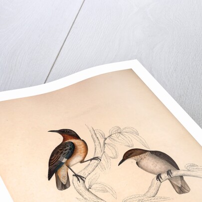 Lamprotornis Spilopterus, winged Starling by Elizabeth Gould and John Gould