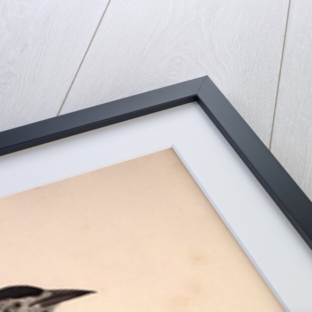 Nucifraga Hemispila, Himalayan Nutcracker by Elizabeth Gould and John Gould