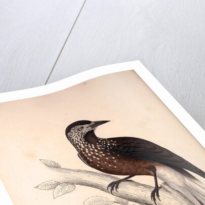 Nucifraga Hemispila, Himalayan Nutcracker by Elizabeth Gould and John Gould