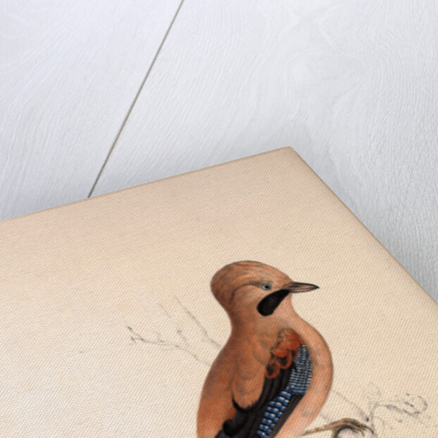 Garrulus Bispecularis, Himalayan Jay by Elizabeth Gould and John Gould