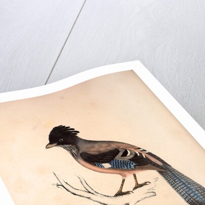 Garrulus Lanceolatus, Black-headed Jay or Lanceolated Jay by Elizabeth Gould and John Gould