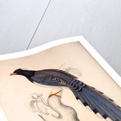 Pica Erythrorhyncha by Elizabeth Gould and John Gould