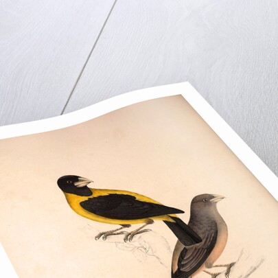 Coccothraustes Icterioides, black and yellow hawfinch by Elizabeth Gould and John Gould