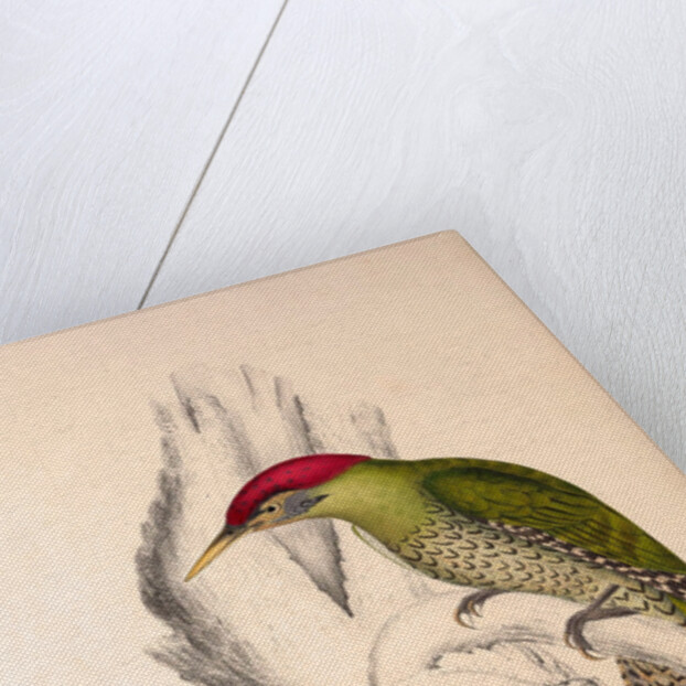 Picus Squamatus, Scaly-bellied Woodpecker by Elizabeth Gould and John Gould