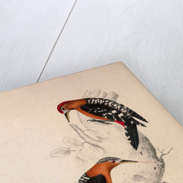 Picus Hyperythrus, Rufous-bellied Woodpecker by Elizabeth Gould and John Gould