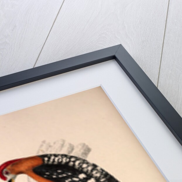 Picus Hyperythrus, Rufous-bellied Woodpecker by Elizabeth Gould and John Gould