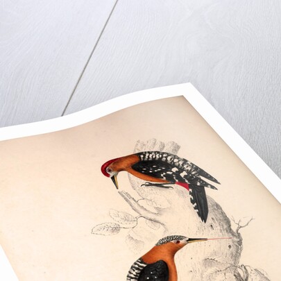 Picus Hyperythrus, Rufous-bellied Woodpecker by Elizabeth Gould and John Gould
