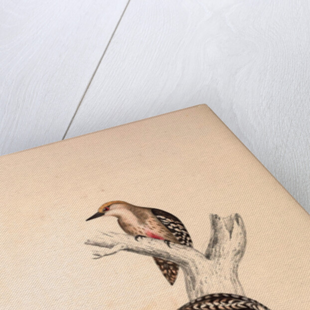 Picus Mahrattensis, Yellow-fronted Tied Woodpecker by Elizabeth Gould and John Gould