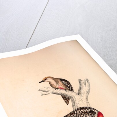 Picus Mahrattensis, Yellow-fronted Tied Woodpecker by Elizabeth Gould and John Gould