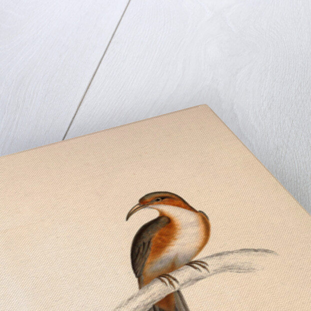 Pomatorhinus Erythrogenys, Rusty-cheeked Scimitar Babbler by Elizabeth Gould and John Gould